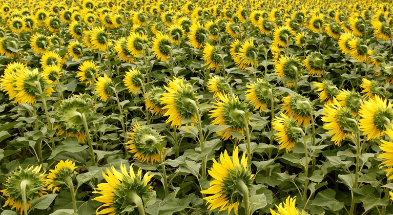 Pěstování slunečnice