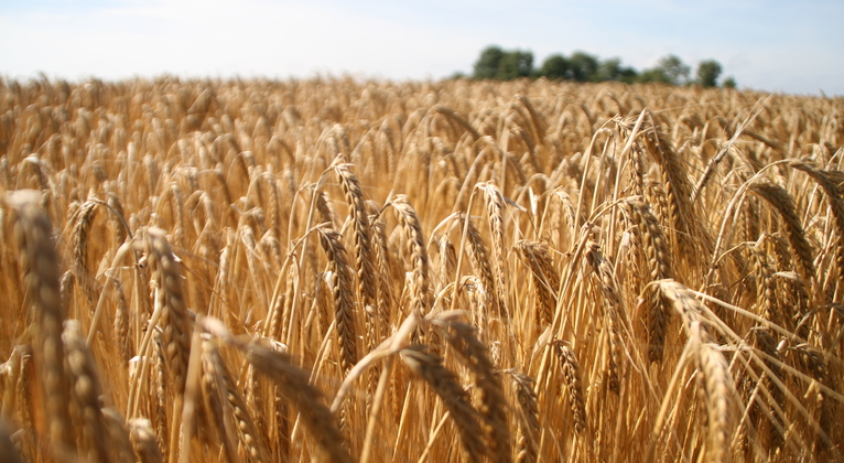 Barley crop nutrition programmes