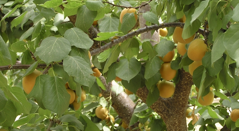 Apricot crop nutrition