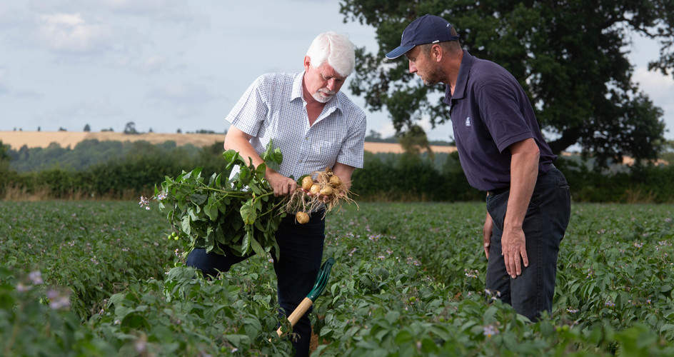 Increase potato yield with better phosphate management