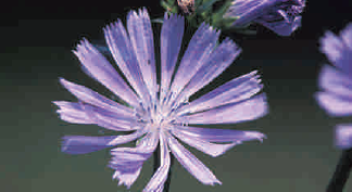 Chicory crop nutrition