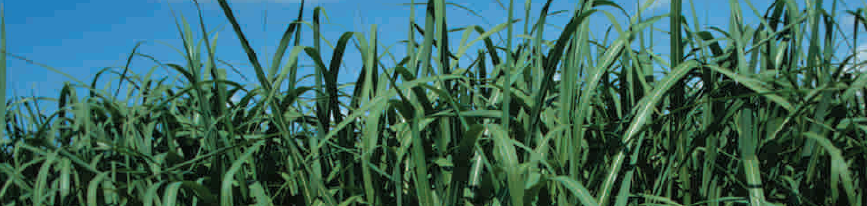 Miscanthus crop nutrition