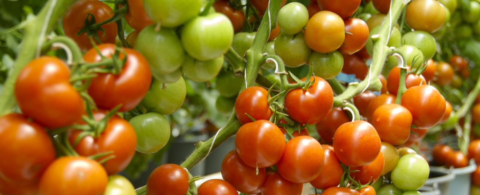 Nutrición vegetal tomate