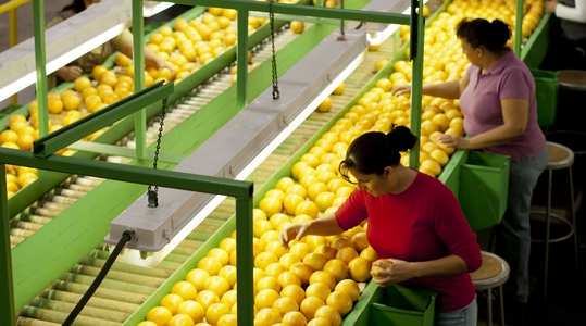 women picking oranges before packaging