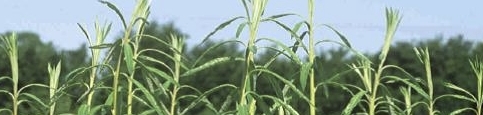 Willow crop nutrition
