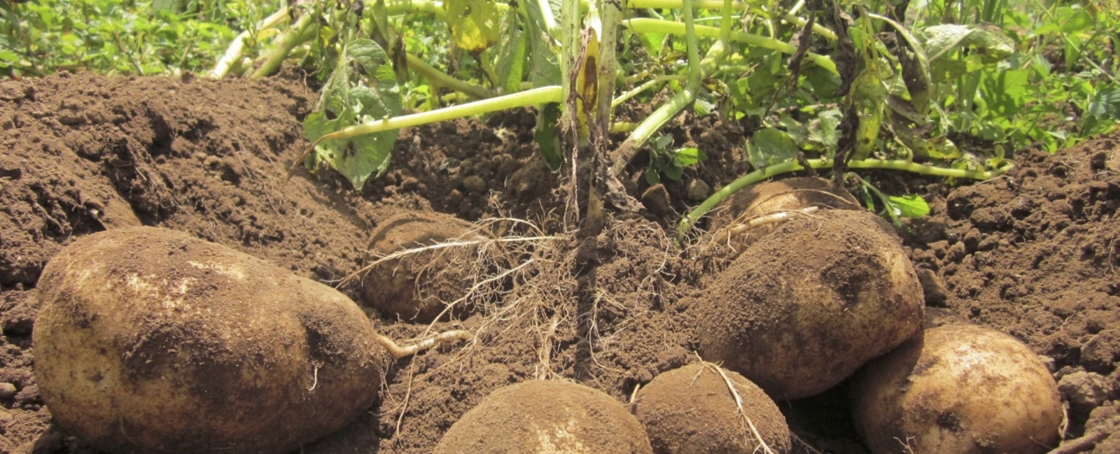 Reduzir doenças foliares nas batatas