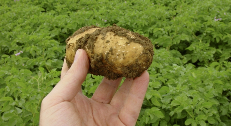 Función de hierro en la producción de patata