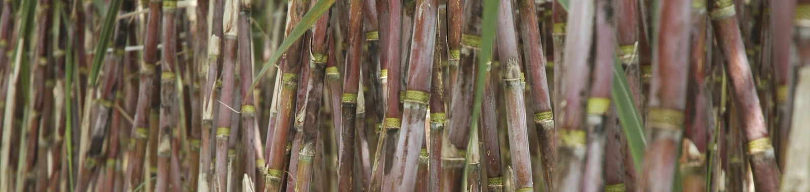 Coloración roja en las hojas de caña de azúcar y nutrición vegetal