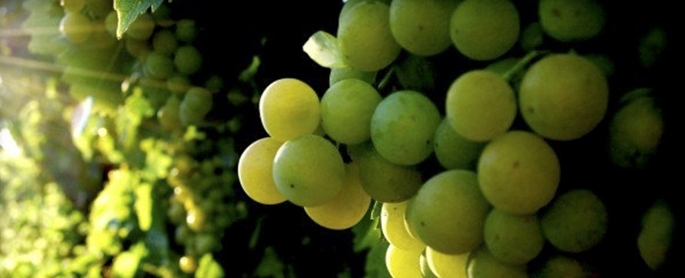 Influencing wine grape colour