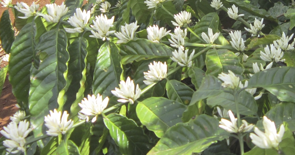 Incrementar floración y cuajado en café | Yara México
