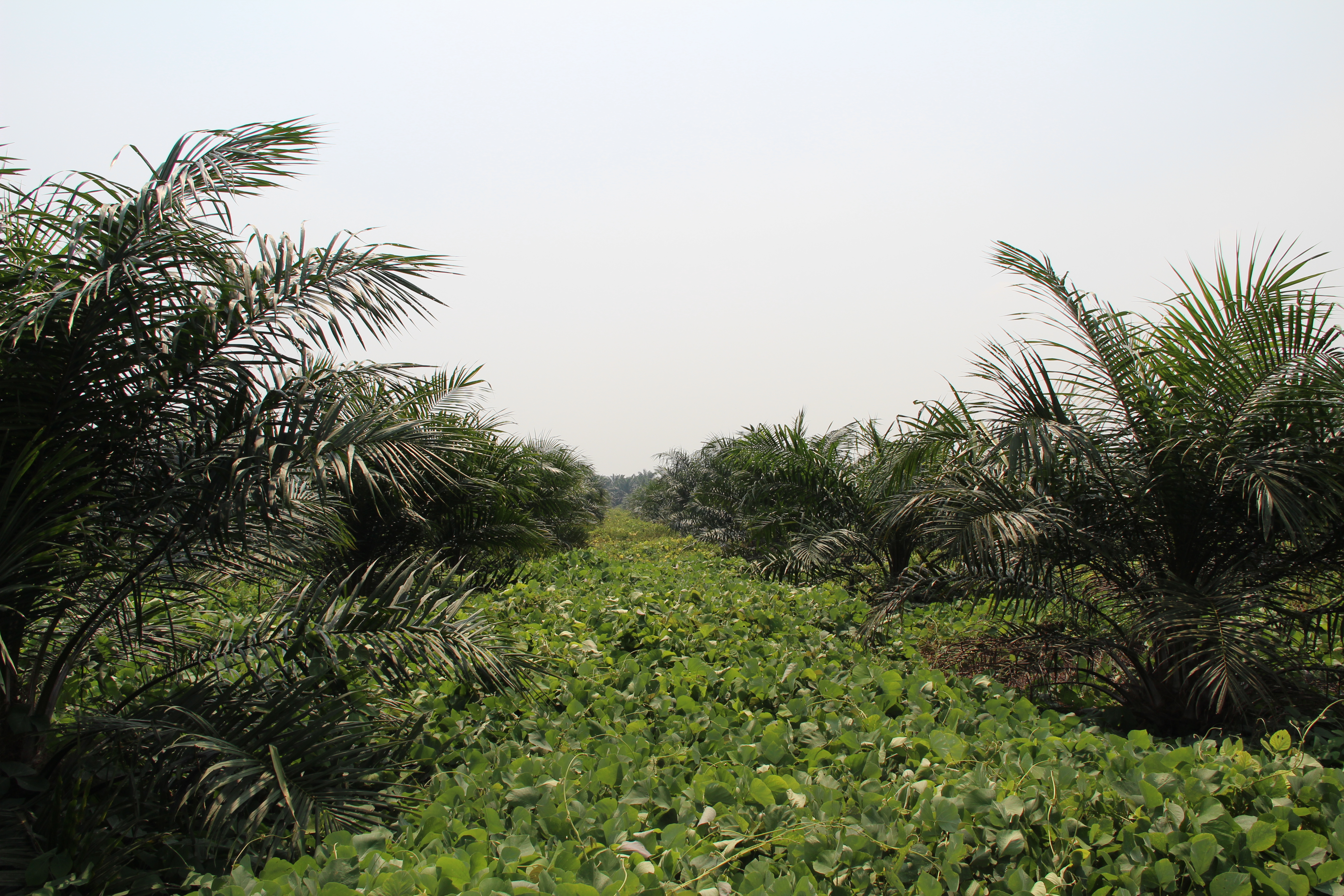 How to increase oil palm yield - YaraMila
