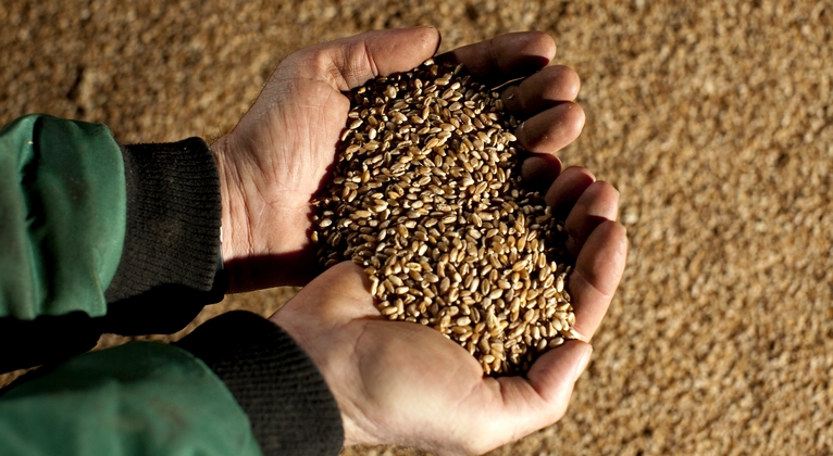 Grain sampling and analysis