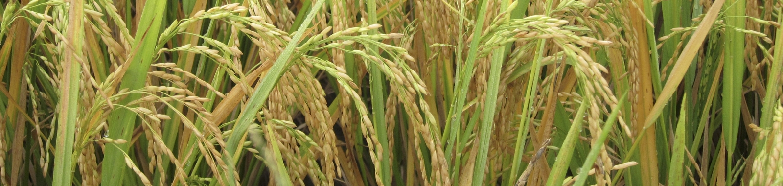 World Rice Production