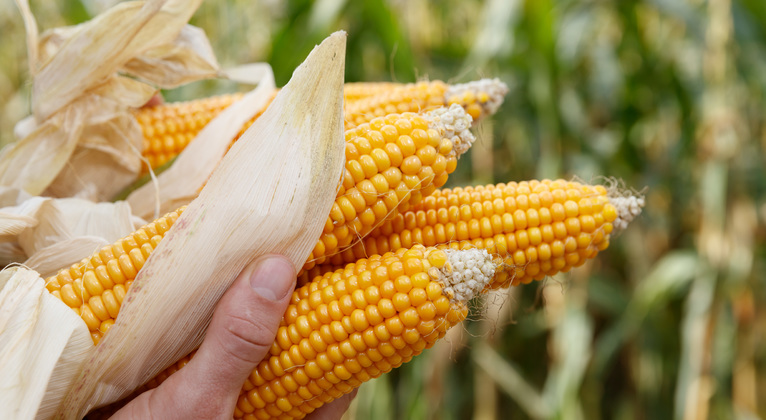 Corn plant growth and crop nutrition