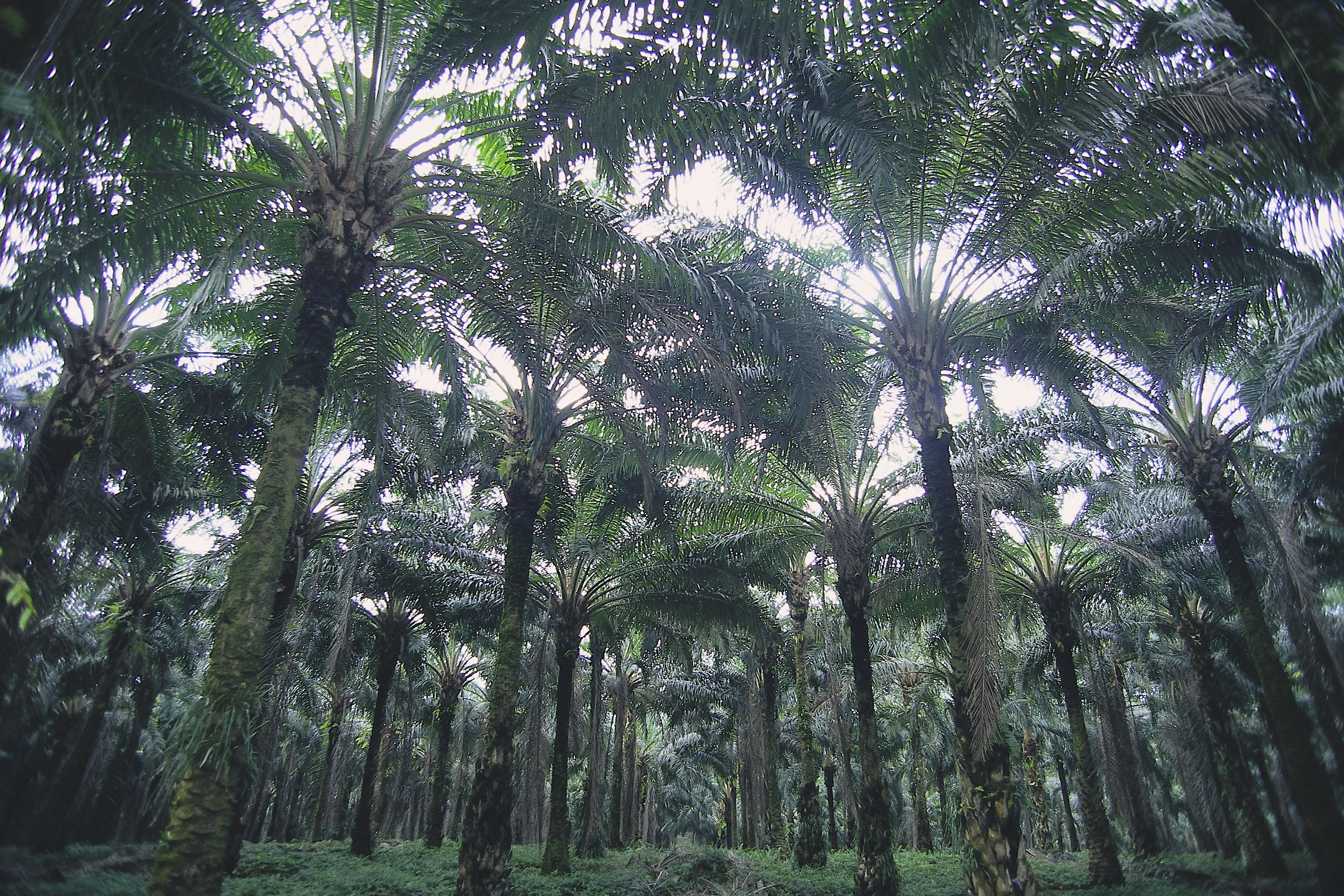 How to increase your Oil Palm Yield - Water Use Efficiency 