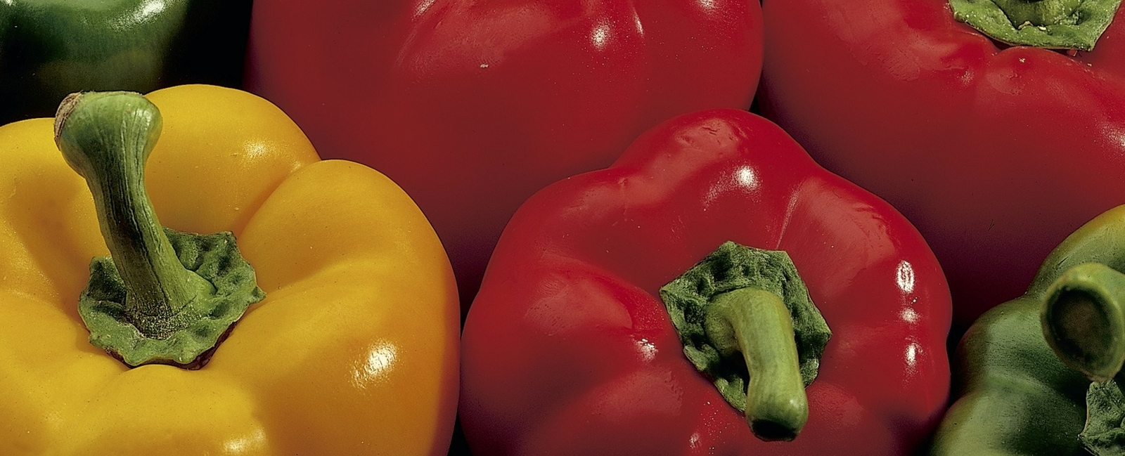 Sweet pepper fertigation and crop nutrition