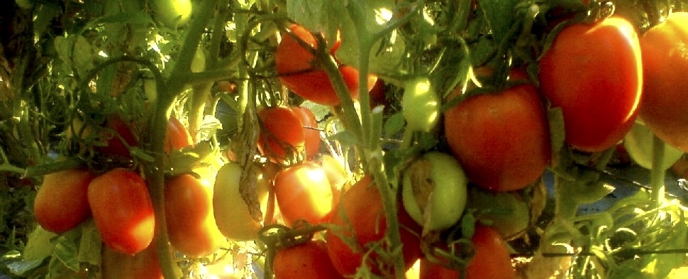 Función de los nutrientes por fase de desarrollo del tomate