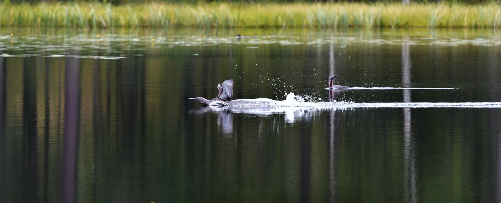Fågel som landar i sjö