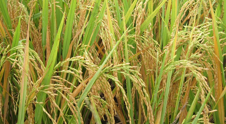 Life Cycle of the Rice Plant