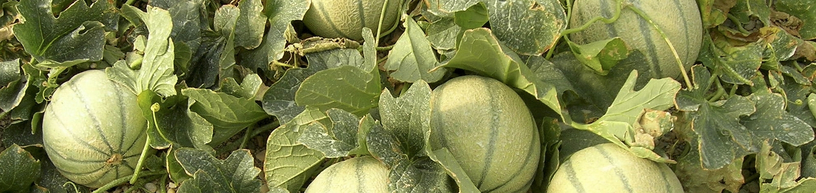 Melon Types