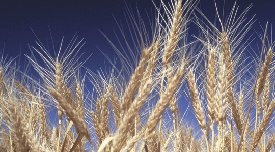 Variétés de blé les plus semées en France