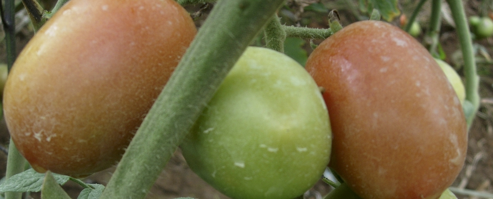 Función del manganeso en la producción de tomate