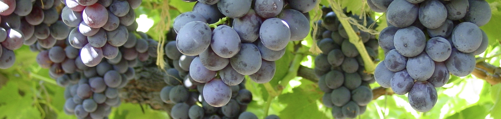 Tamaño y forma de la uva