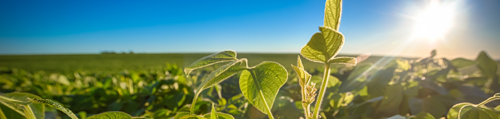 Influencing Soybean Quality