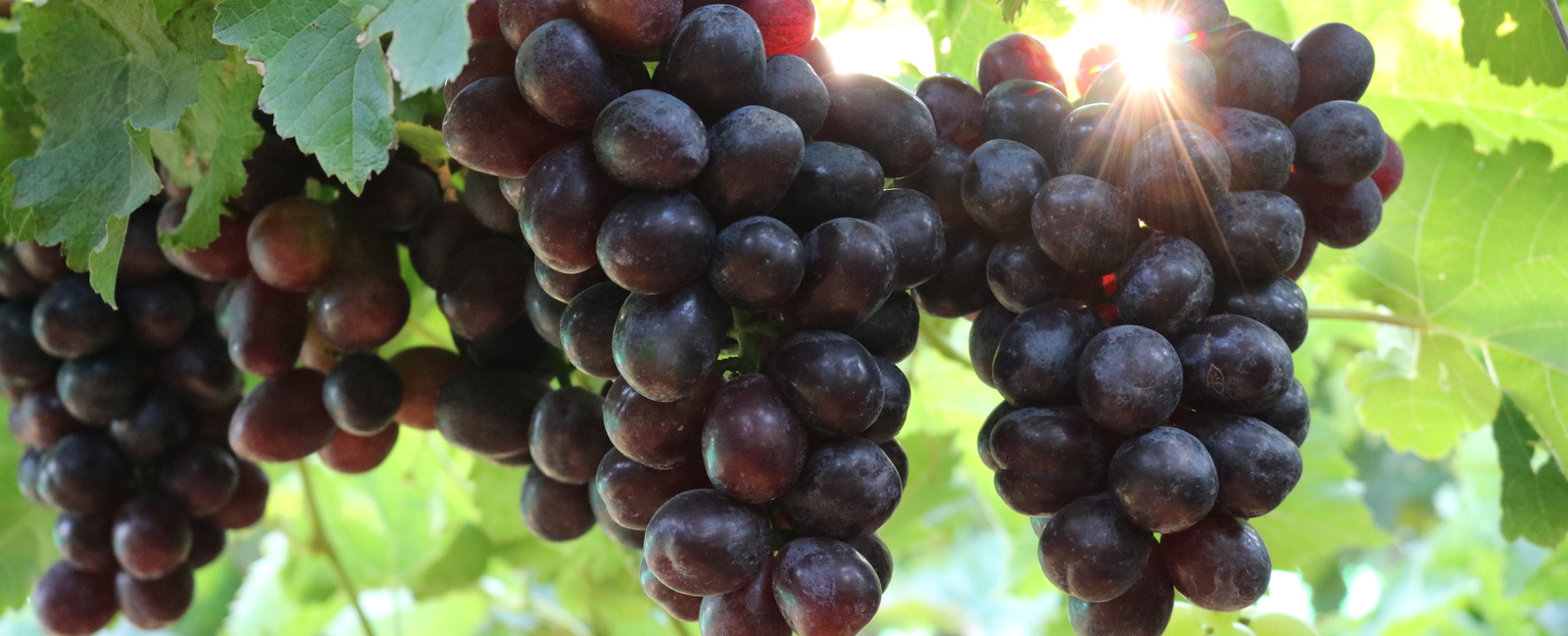 All table grape articles