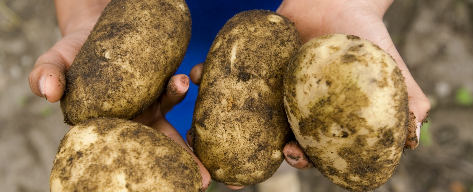 Função do cálcio na produção de batatas