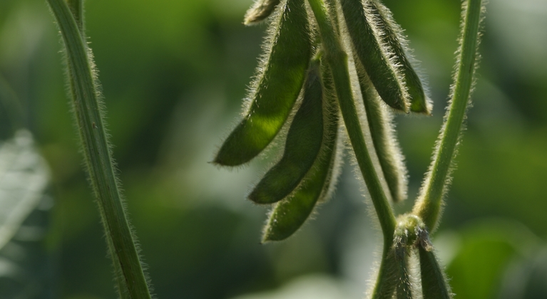 Soybean crop nutrition