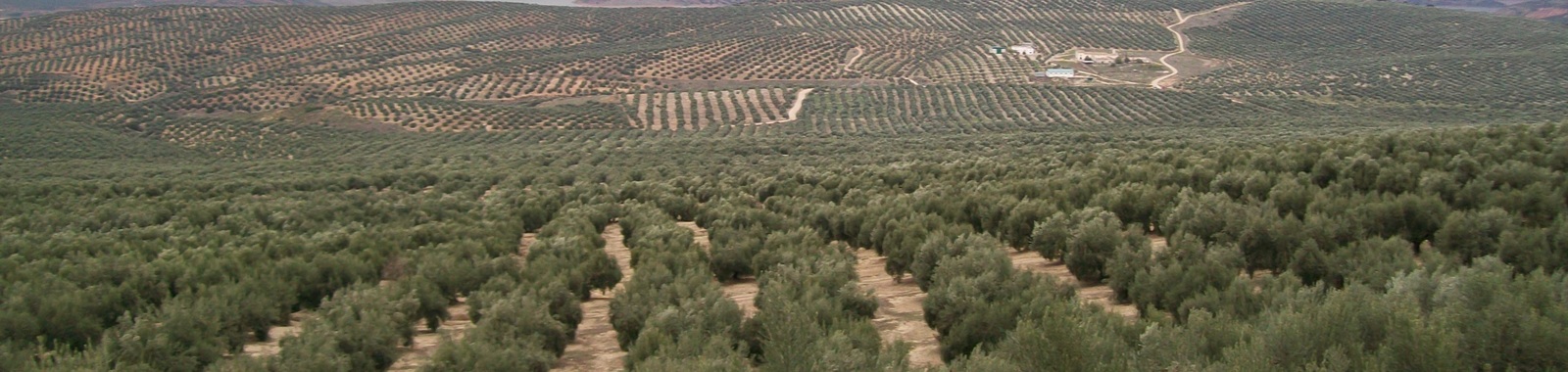 Incrementar la floracion y fructificacion en olivo