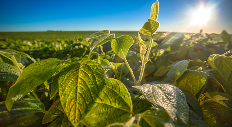 Increasing Soybean Yield