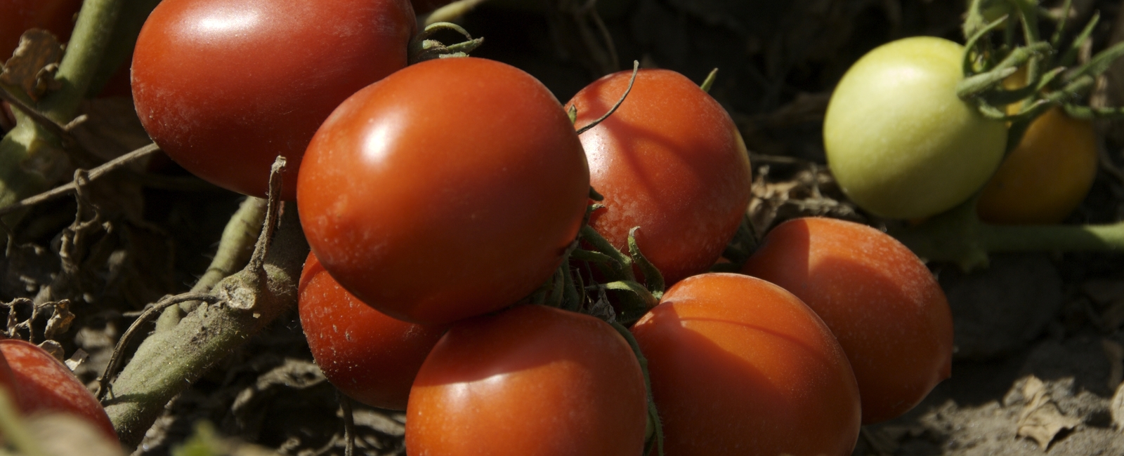 Función del fósforo en la producción de tomate