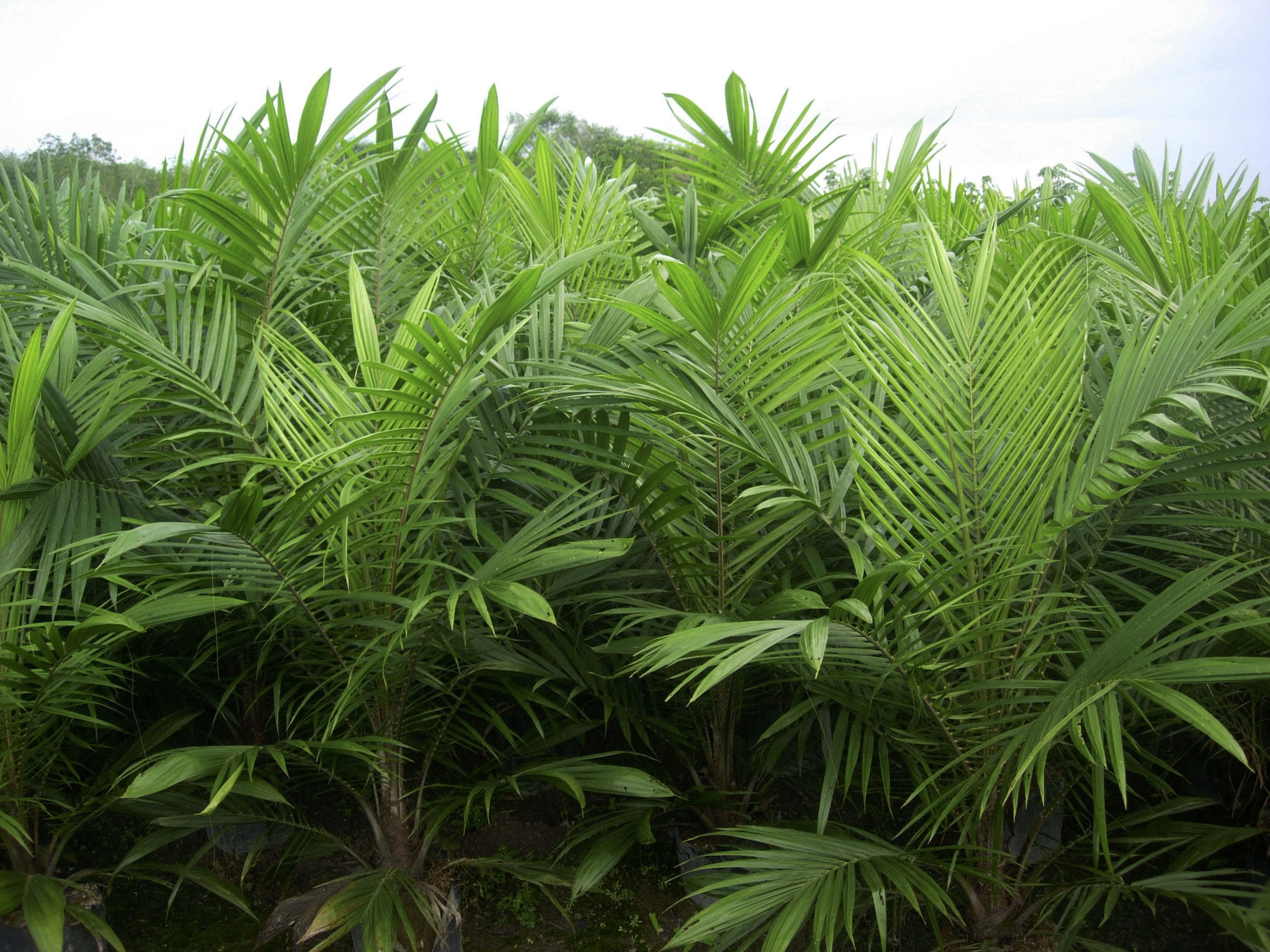 How to increase your Oil Palm Yield?  Understanding Role of Specific Nutrient 