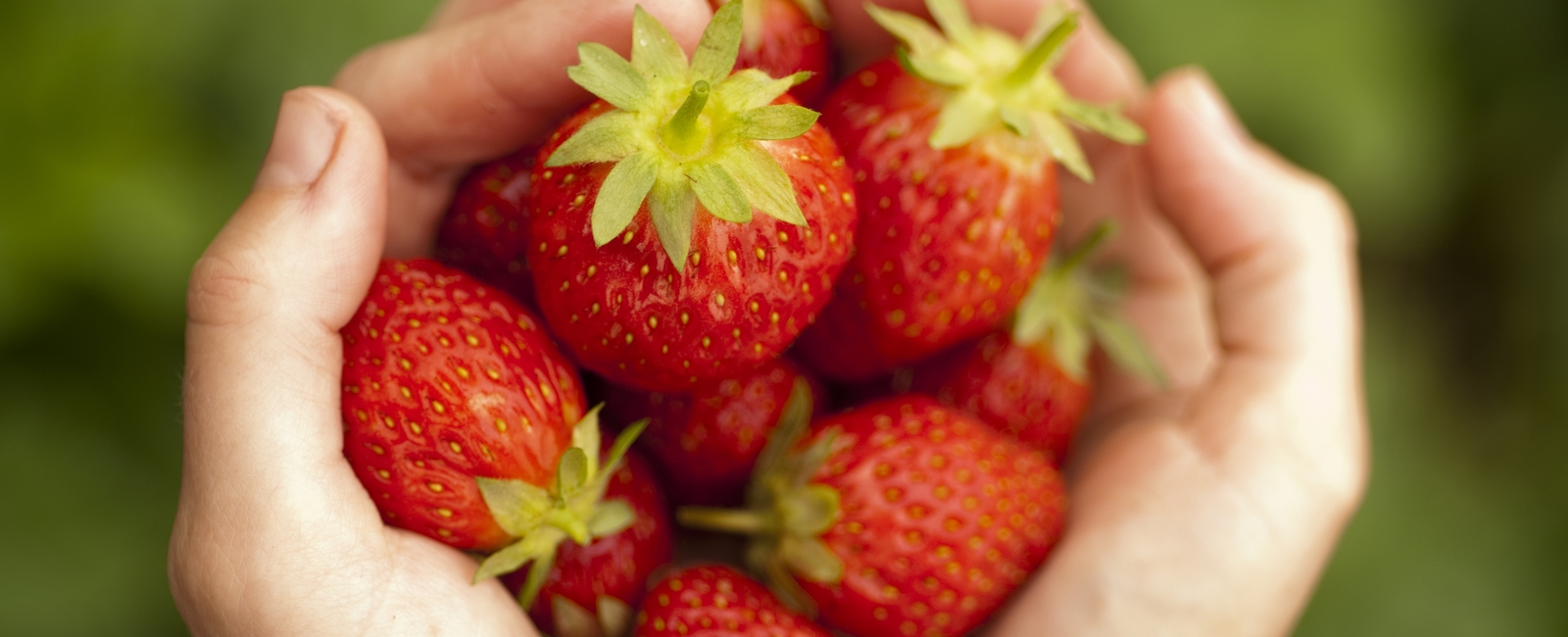 딸기의 영양소 결핍 현상에 대한 정보를 찾고 계십니까? 아니면 딸기의 수확량과 품질을 증가시키기 위해 비료 프로그램에 도움이 필요합니까? 위 질문들에 대한 답을 딸기 영양에 대한 모든 측면에 대한 조언을 통해 구하세요.
