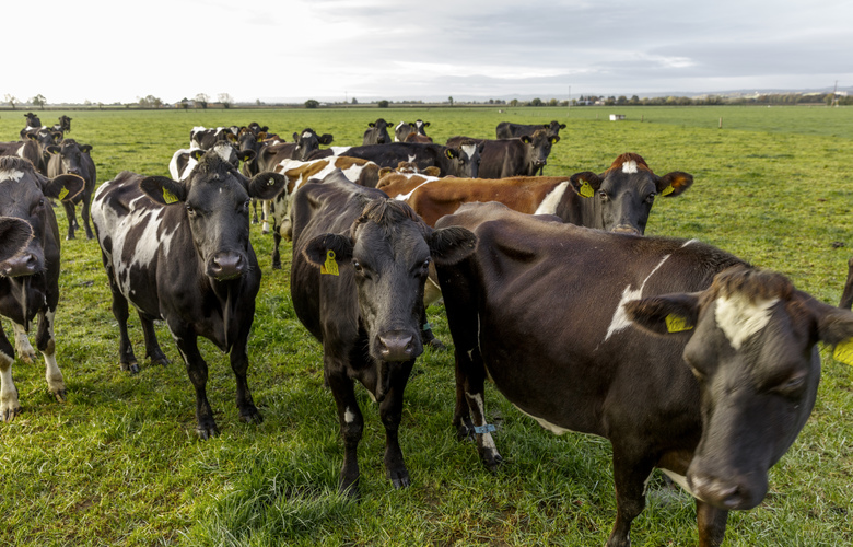 cows graze in a field