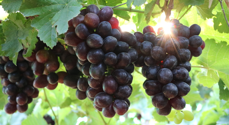 Increasing Table Grape Yield