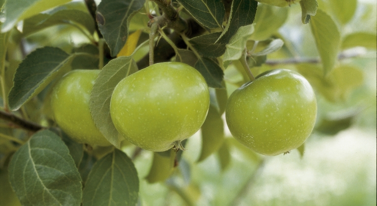 Role of Iron in Pome Fruit Production