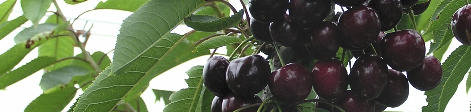 Cherry crop nutrition programme
