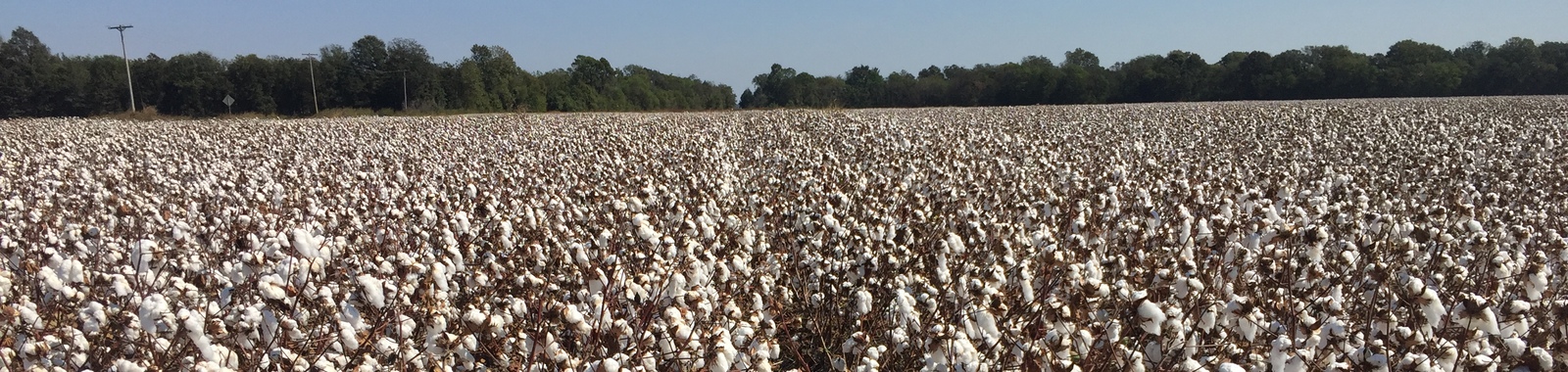 Increasing the Elongation of the Cotton Fibers