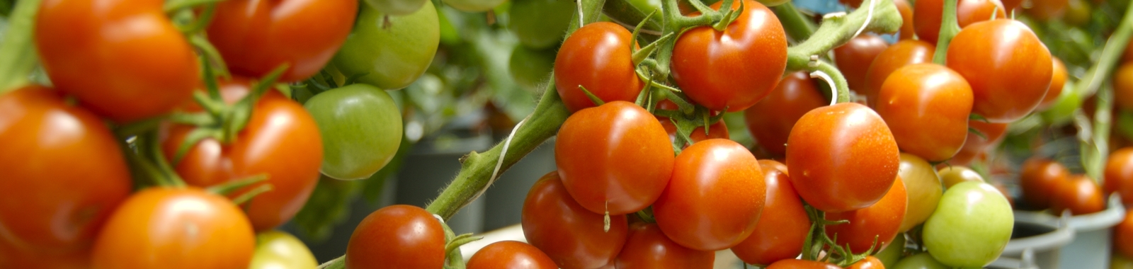 Influir en cuajado y peso del tomate