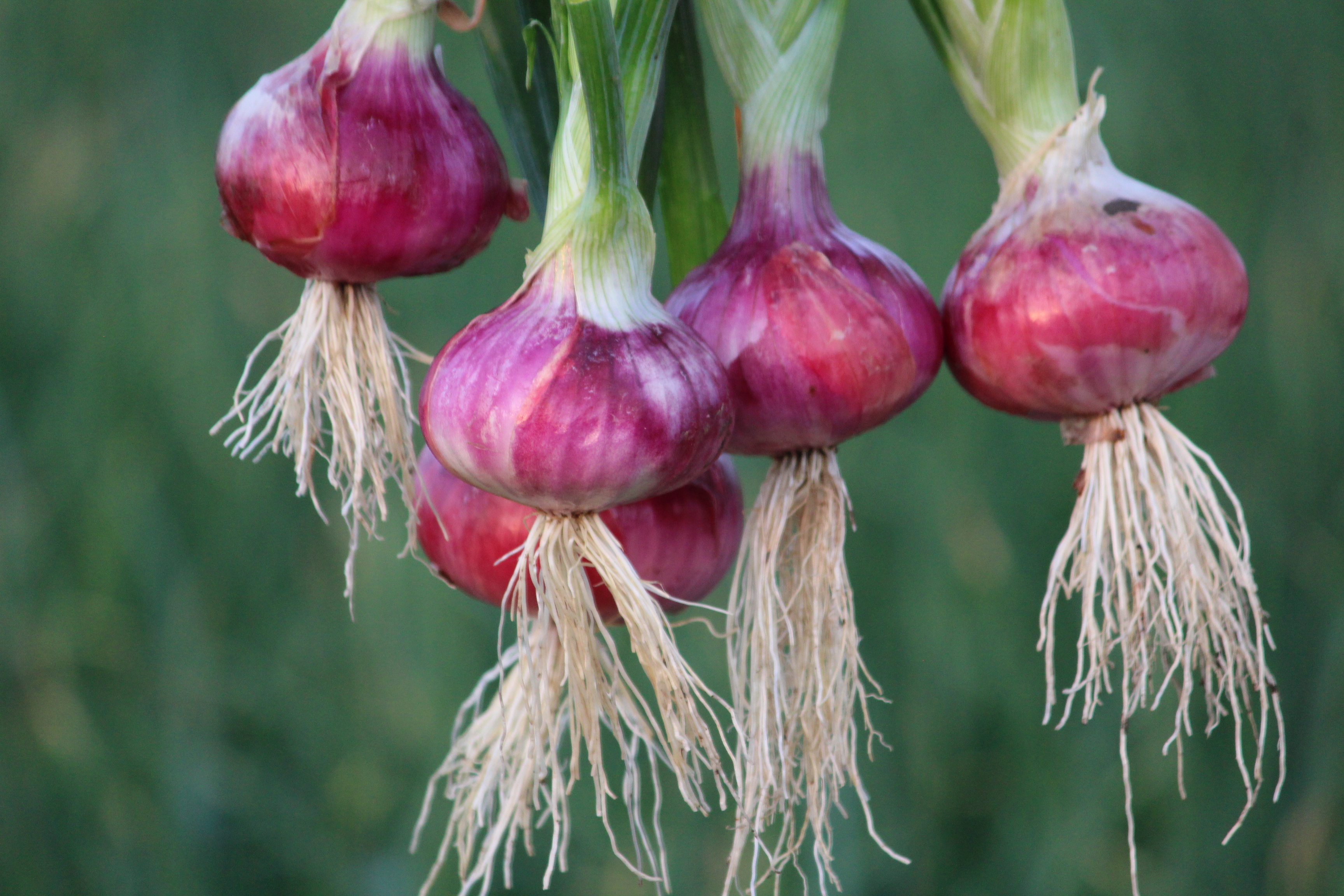 Onion crop nutrition