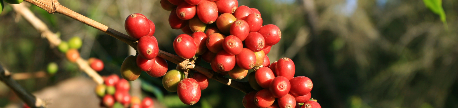 Influencing Coffee Yield