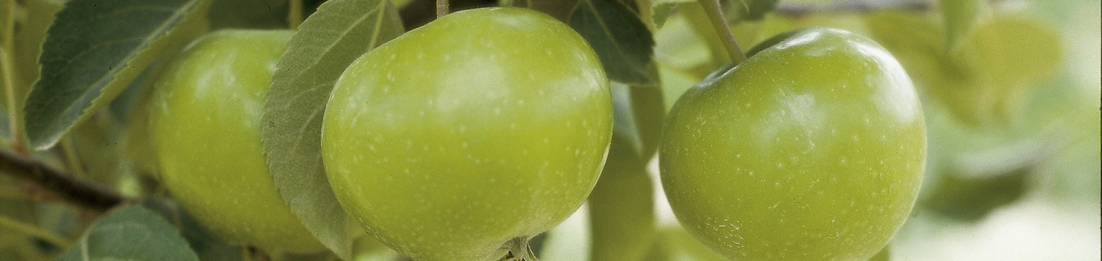 How crop nutrition affects apples