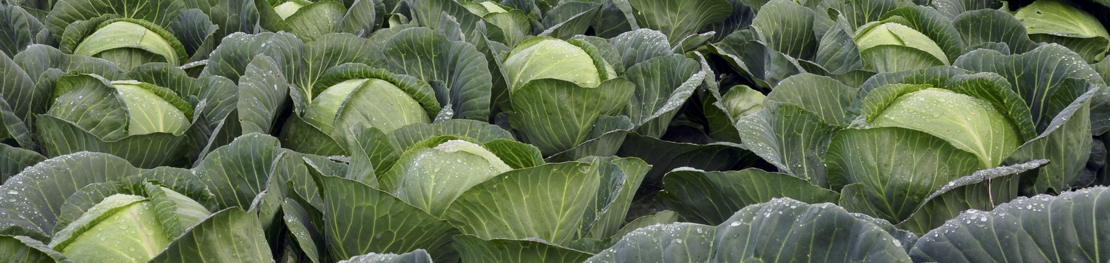 How crop nutrition affects vegetable brassicas
