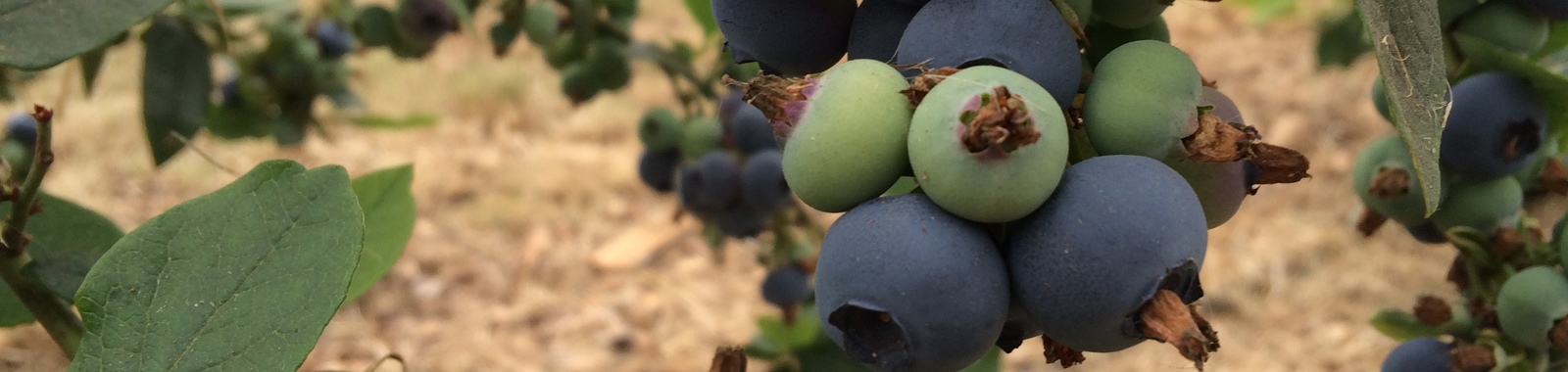 Blueberry fertigation and crop nutrition