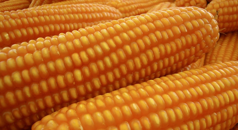 Zdraví kukuřice