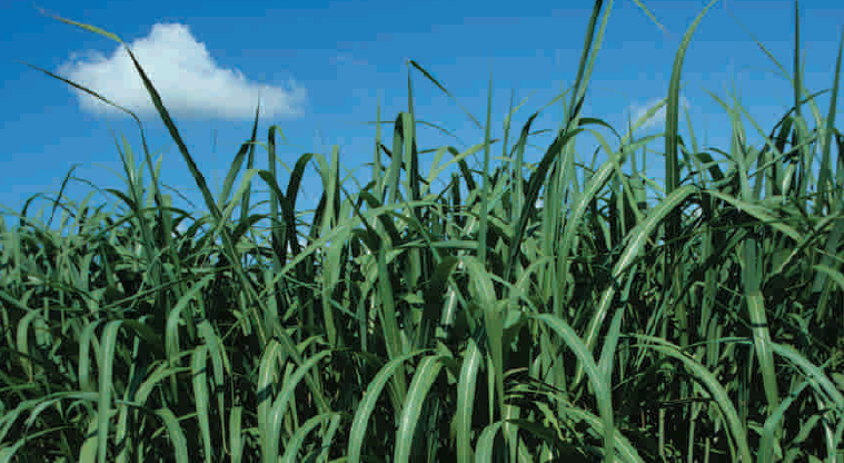 Miscanthus crop nutrition