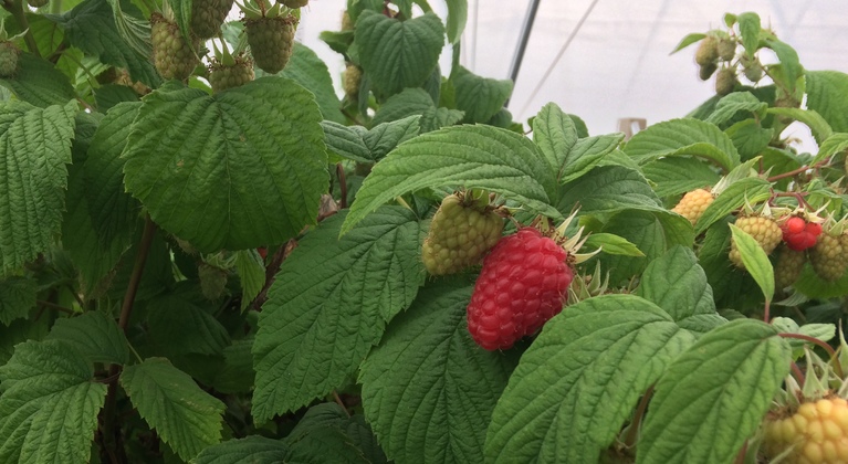 Raspberry crop nutrition programme